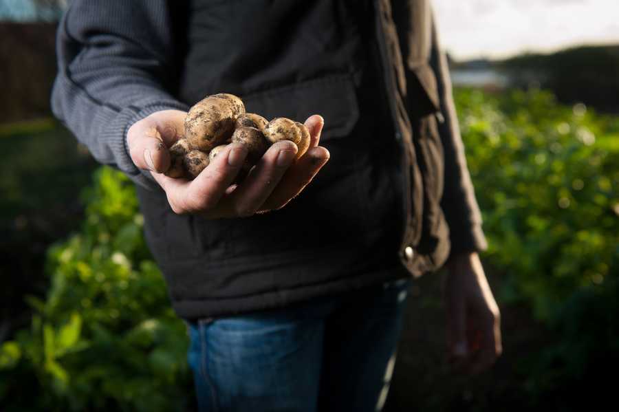 Hand-picked root vegetables