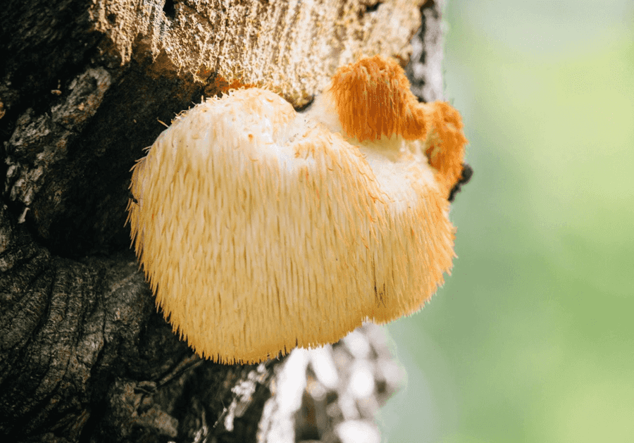 Lion's mane mushroom growing on a tree