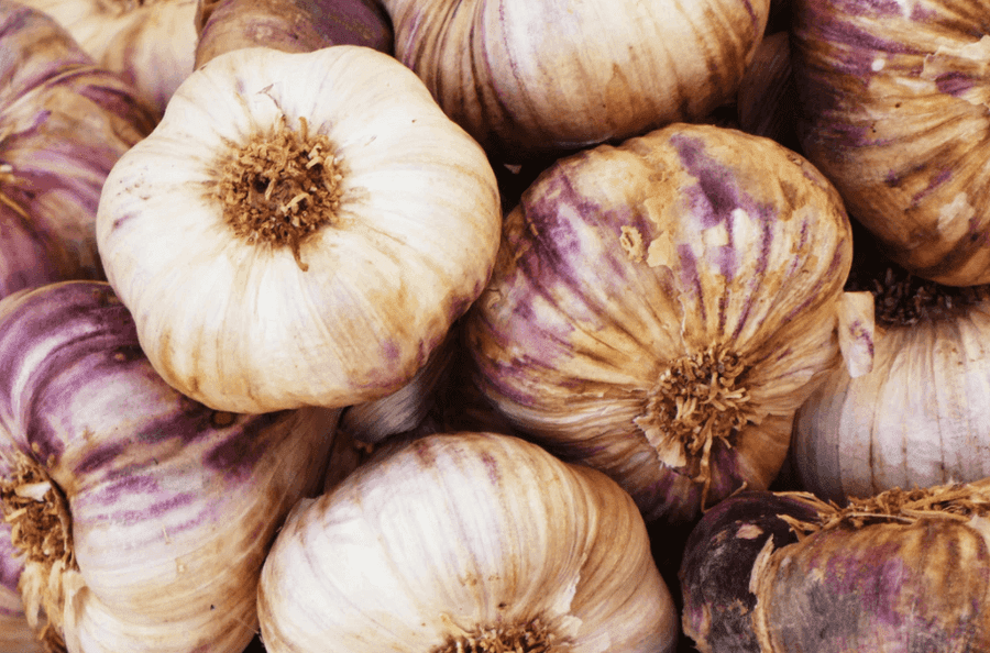 Bulbs of garlic