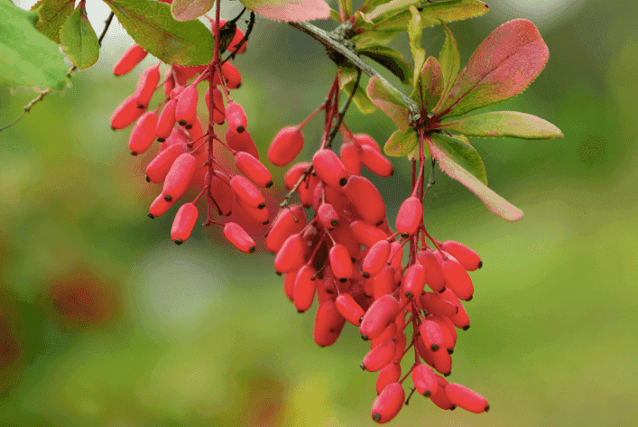 Berberine plant on hanging on a tree