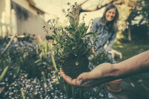 Hand holding a plant in a garden