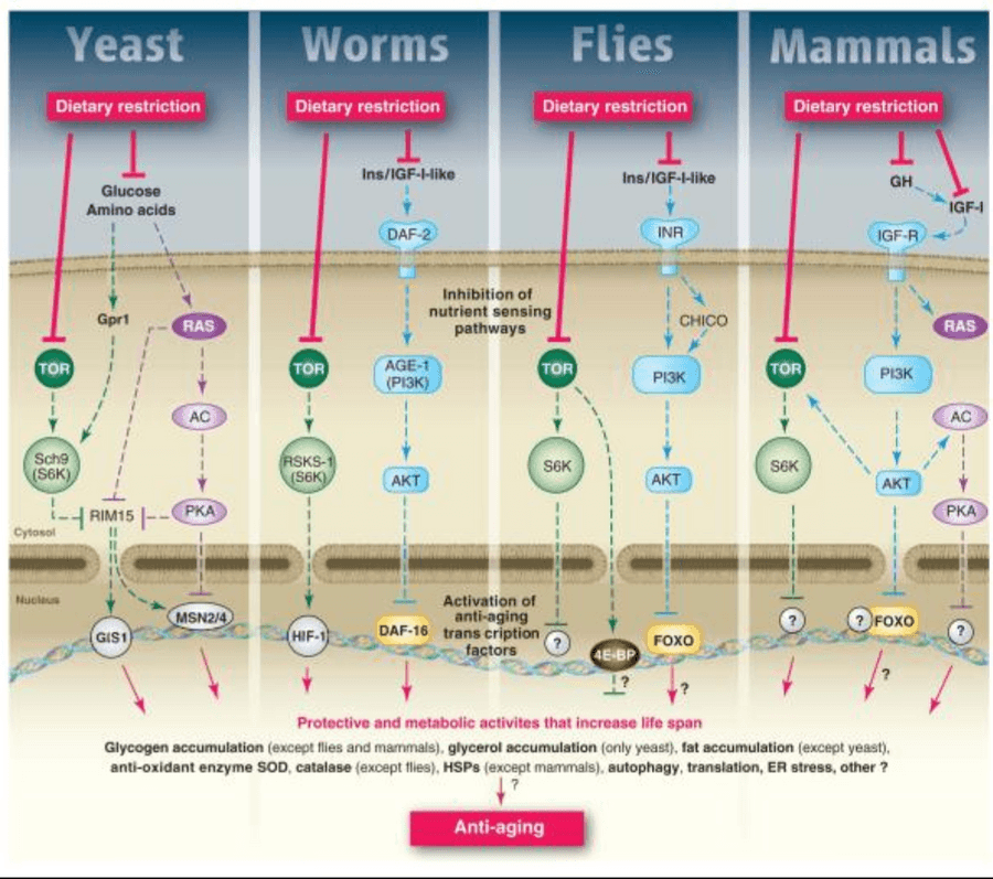 Graphic of metabolic longevity pathways