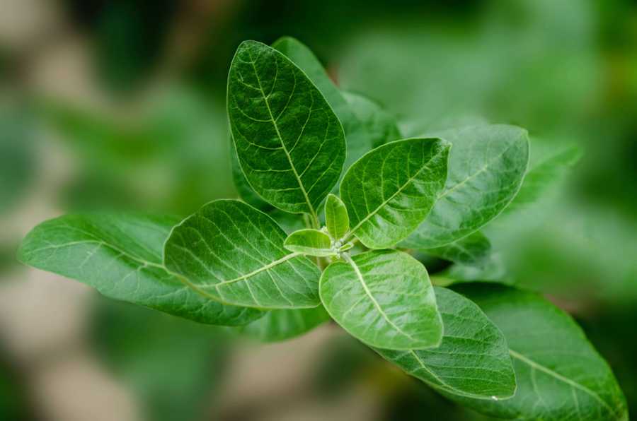 Leaves of the Ashwagandha plant