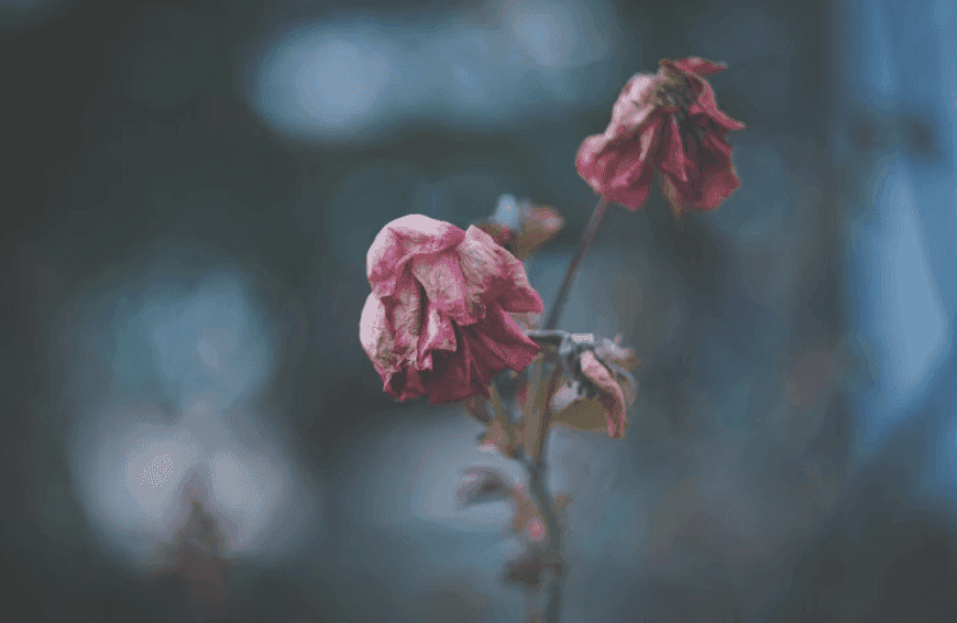 Wilting roses