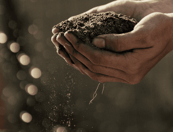 Cupped hands holding soil