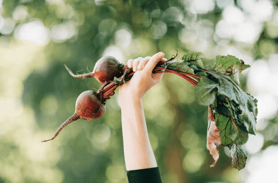 Hand holding beets in the air