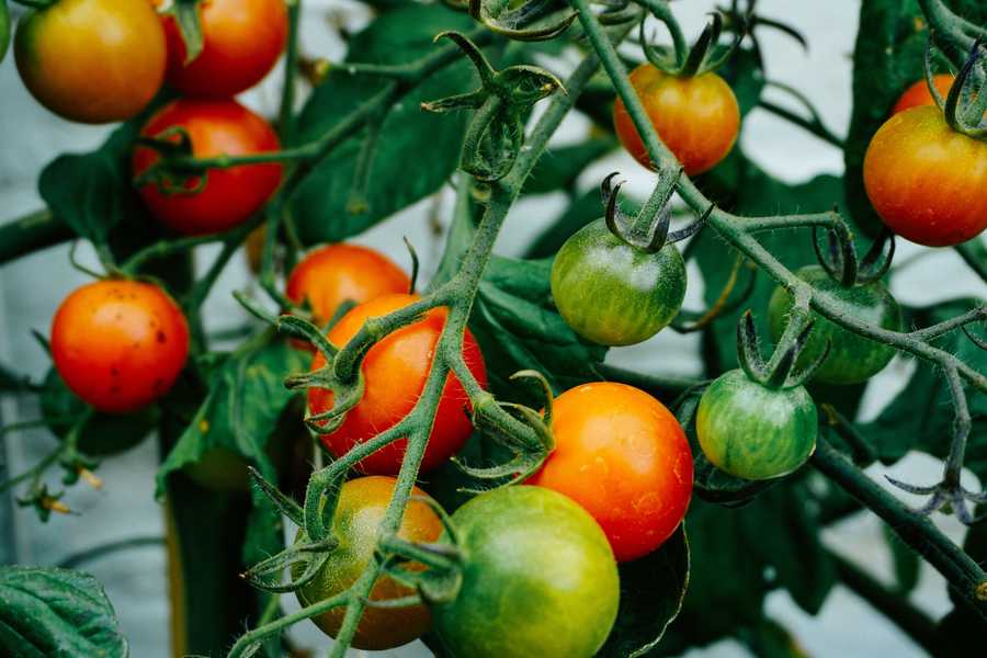 Tomatoes on the vine