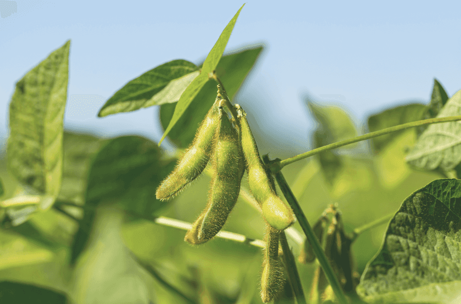 Fresh soybeans on the vine