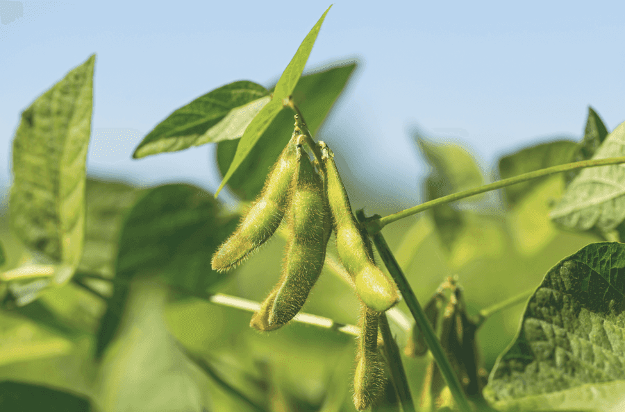 Soy and Cancer: Myths and Misconceptions - American Institute for