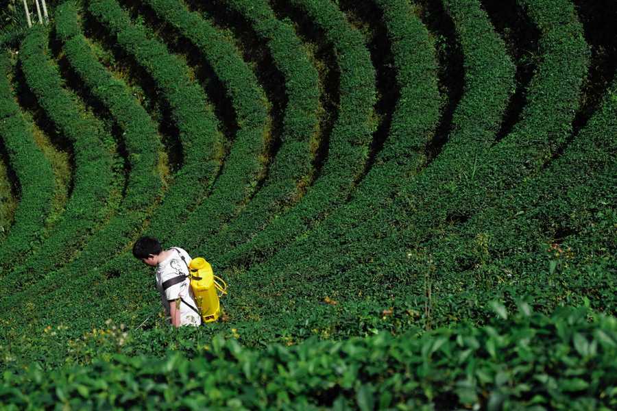 Worker tending crops