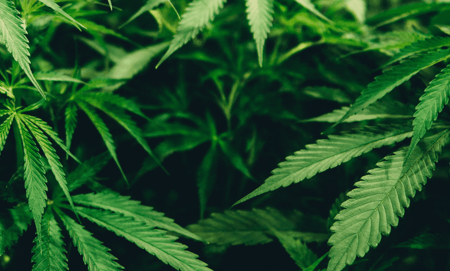 Marijuana plant on a desk